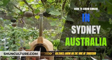 Growing Ginger in Sydney: A Step-by-Step Australian Gardening Guide