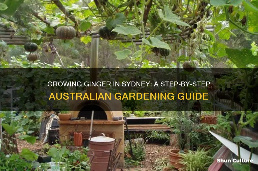 how to grow ginger in sydney australia