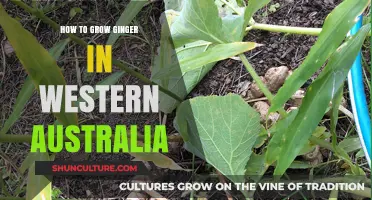 Growing Ginger in Western Australia: A Step-by-Step Guide