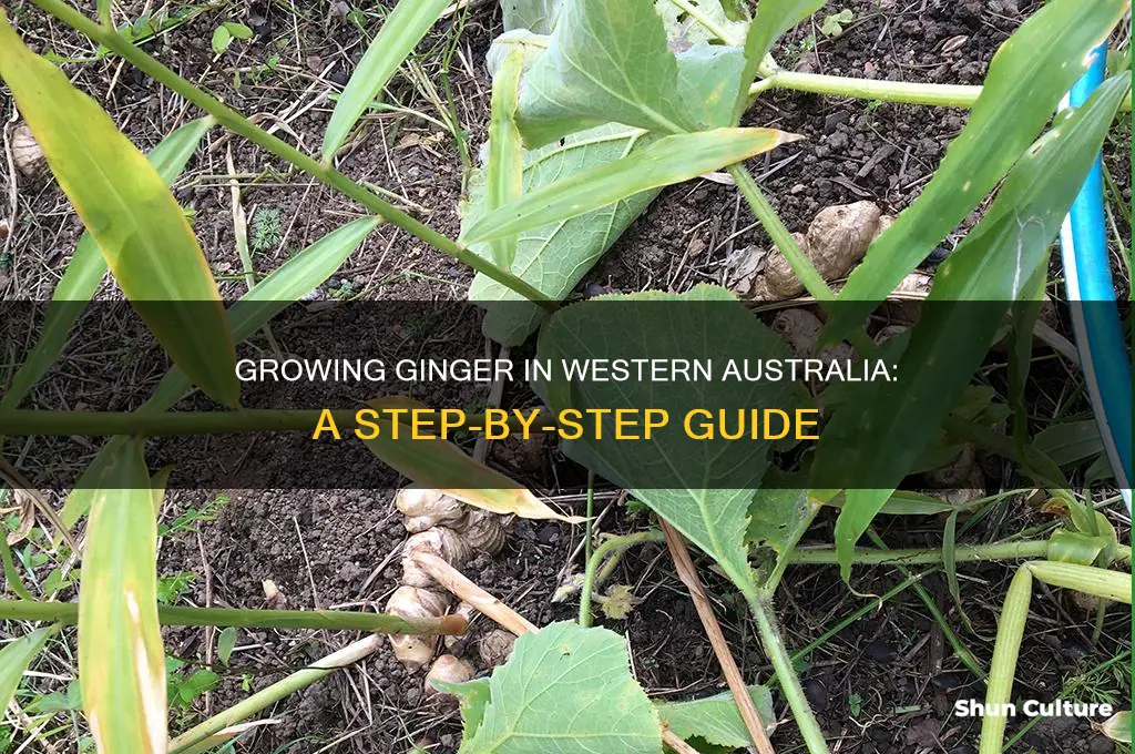 how to grow ginger in western australia