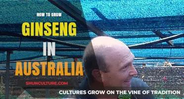 Growing Ginseng Down Under: A Comprehensive Guide