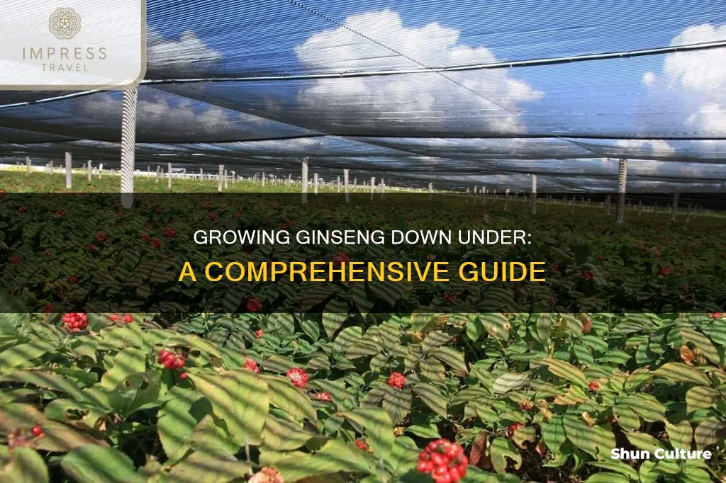 how to grow ginseng in australia