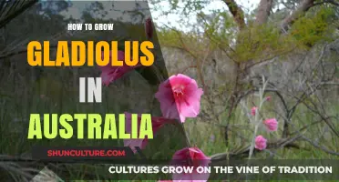 Growing Gladiolus in Australia: A Step-by-Step Guide