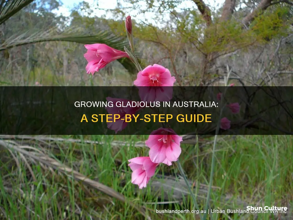how to grow gladiolus in australia