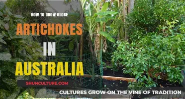 Growing Globe Artichokes: An Australian Guide