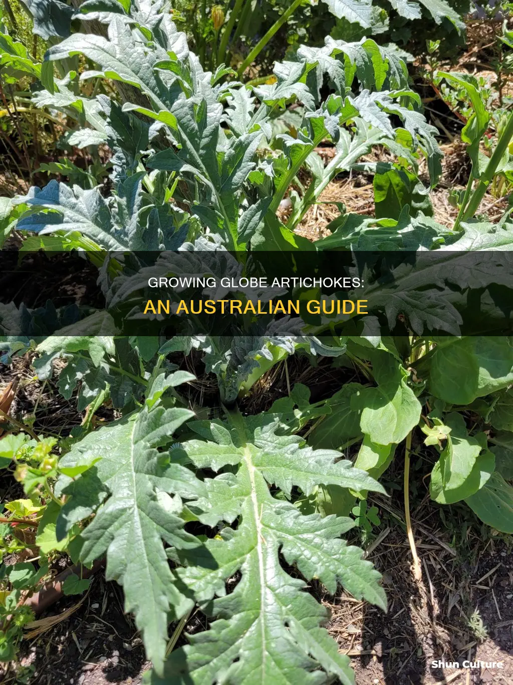 how to grow globe artichokes in australia