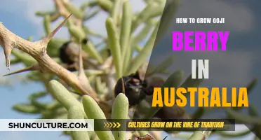 Goji Berry Gardening Guide for Australians