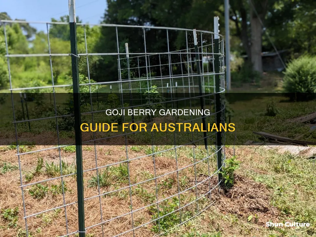 how to grow goji berry in australia