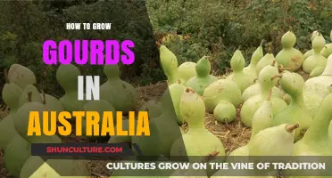 Grow Your Own Gourds: An Australian Guide