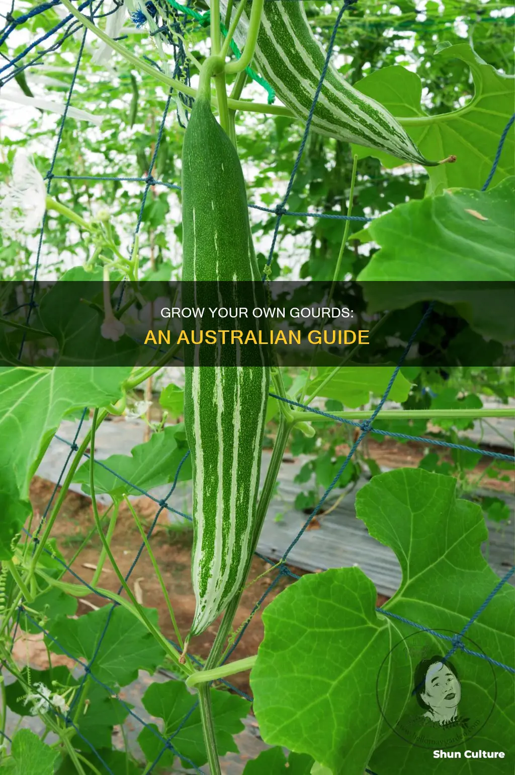 how to grow gourds in australia