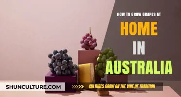 Growing Grapes at Home: An Australian Guide