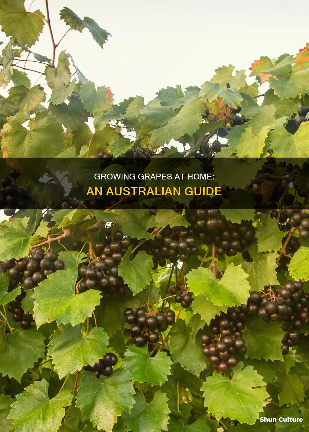 how to grow grapes at home in australia