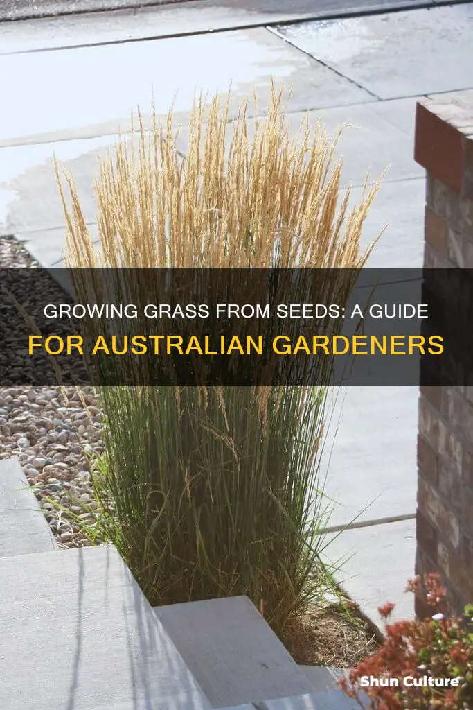 how to grow grass from seed australia
