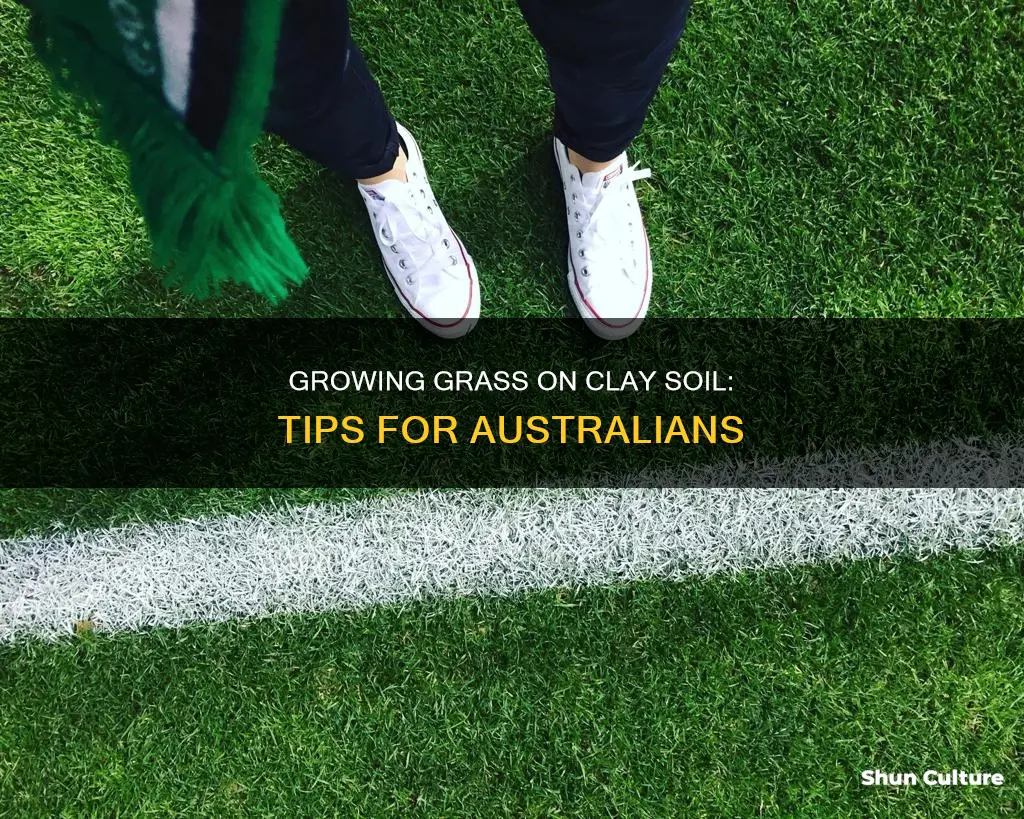 how to grow grass on clay soil australia