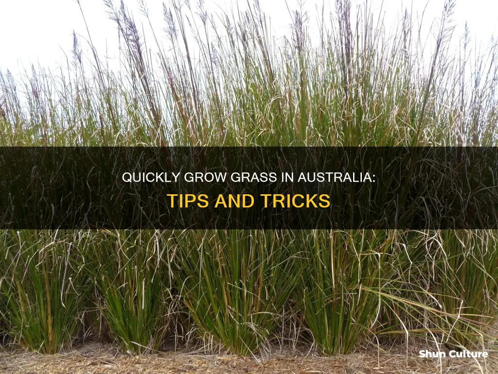 how to grow grass quickly australia