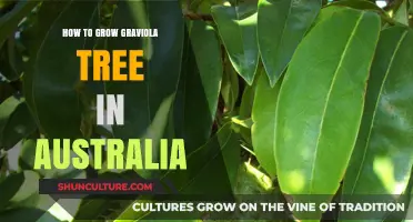 Graviola Tree Cultivation in Australia: A Comprehensive Guide
