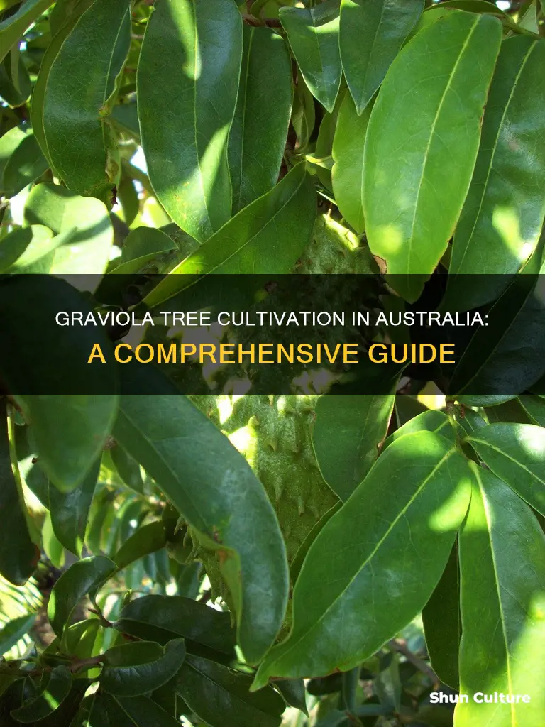 how to grow graviola tree in australia