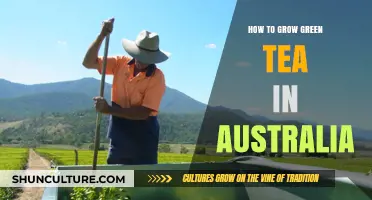 Growing Green Tea in Australia: A Guide
