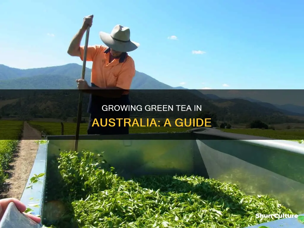 how to grow green tea in australia