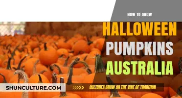 Grow Your Own Halloween Pumpkins in Australia: A Guide
