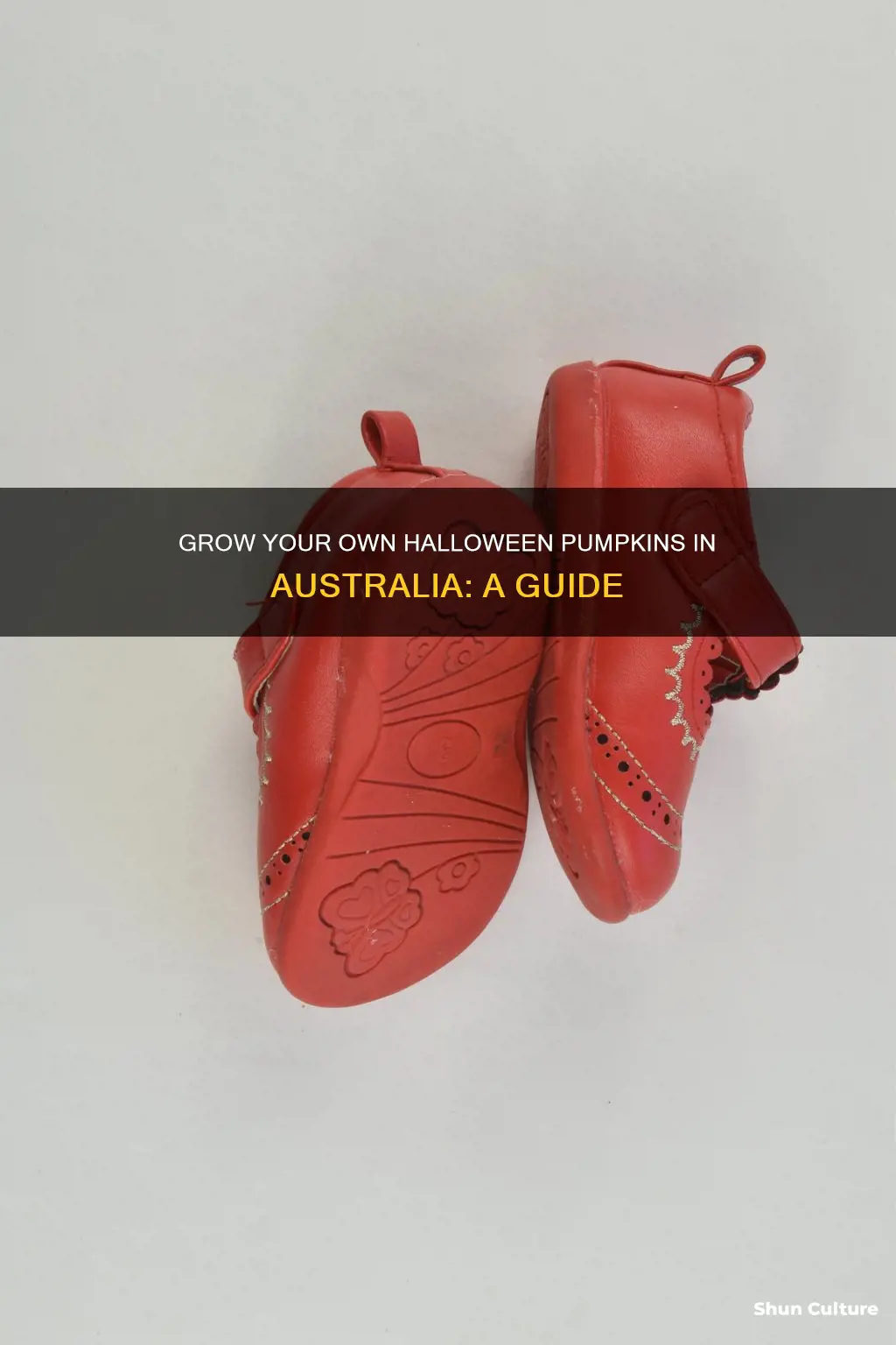 how to grow halloween pumpkins australia