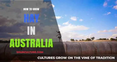 Growing Hay in Australia: A Comprehensive Guide