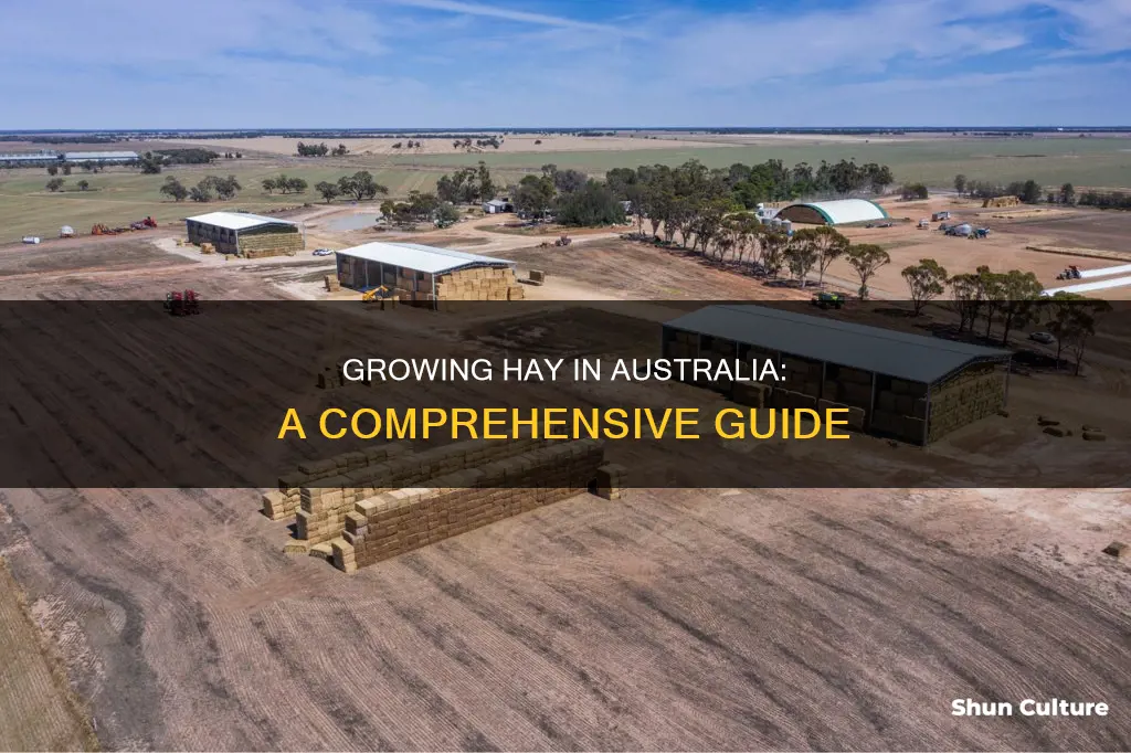 how to grow hay in australia