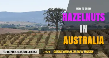Growing Hazelnuts in Australia: A Step-by-Step Guide