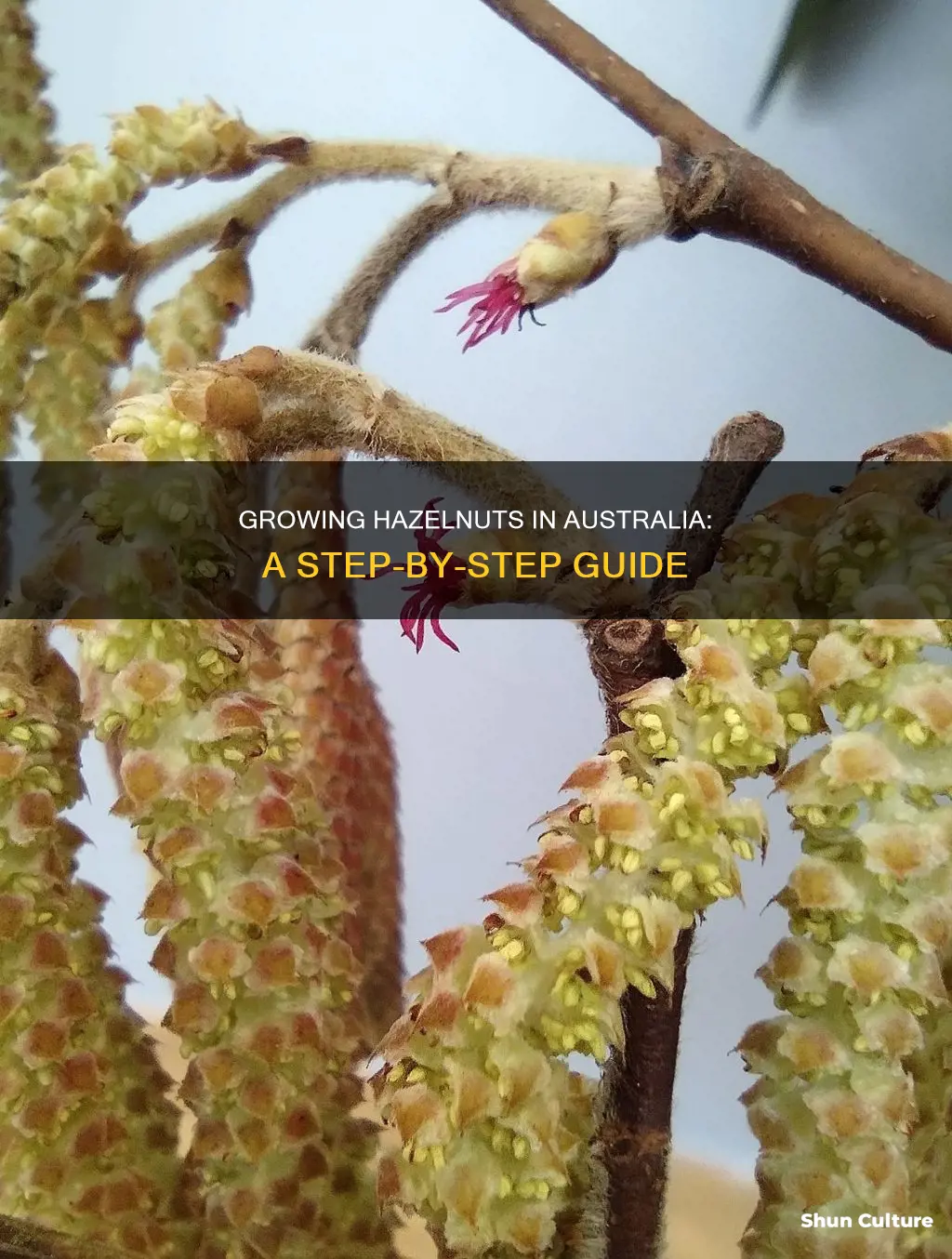 how to grow hazelnuts in australia