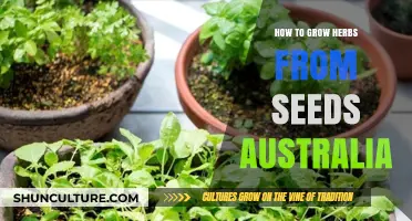 Growing Herbs from Seeds: An Australian Guide