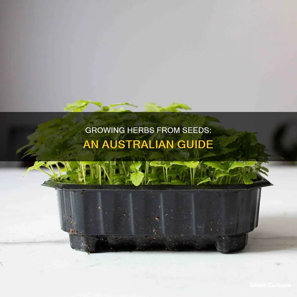 how to grow herbs from seeds australia