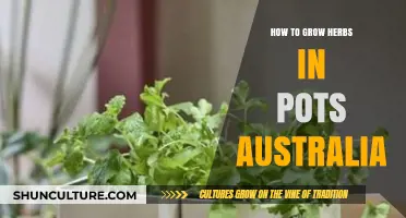 Growing Herbs in Pots: A Guide for Australians