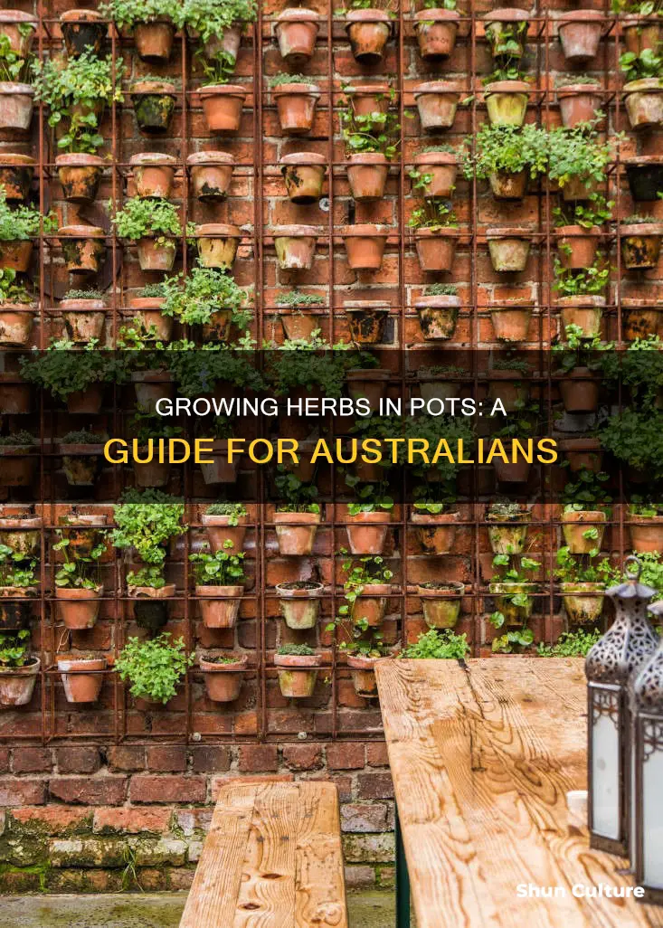 how to grow herbs in pots australia
