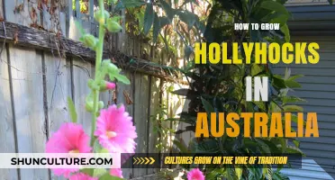 Growing Hollyhocks in Australia: A Comprehensive Guide