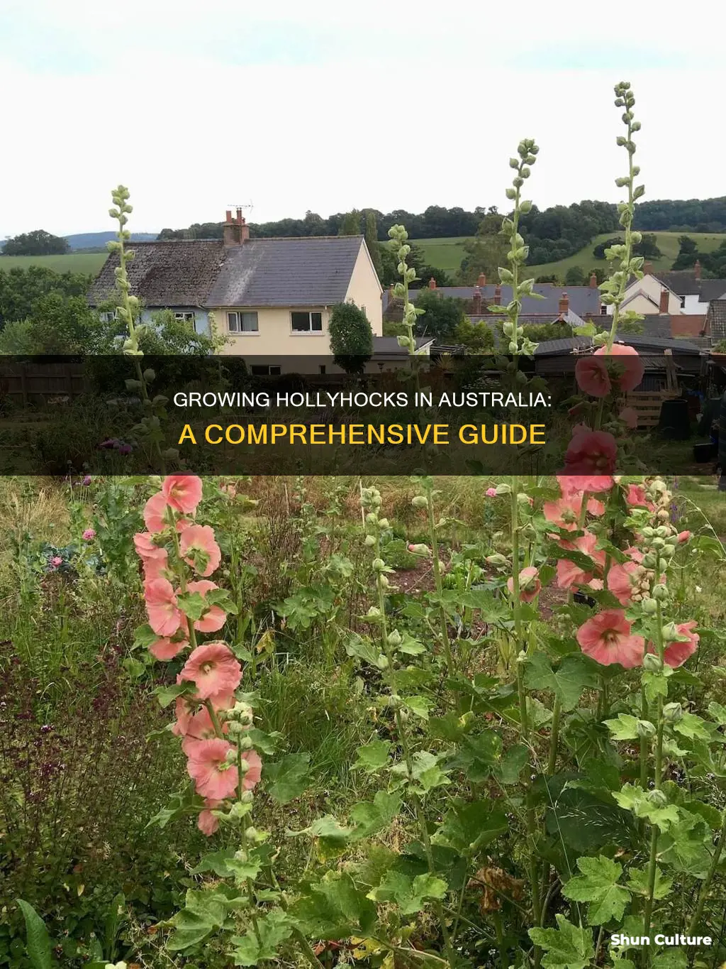 how to grow hollyhocks in australia