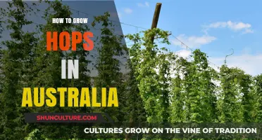 Growing Hops in Australia: A Comprehensive Guide