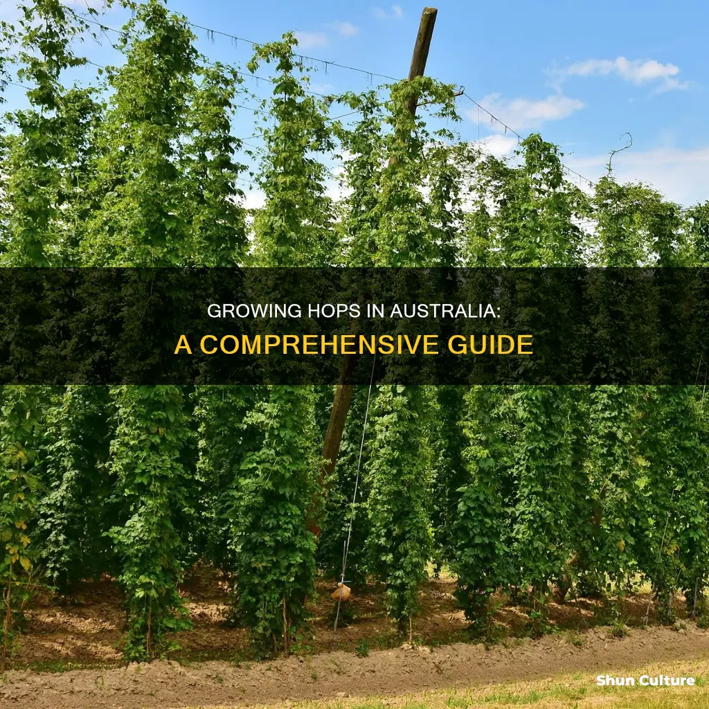 how to grow hops in australia