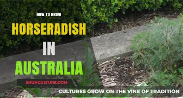 Grow Your Own Horseradish in Australia: A Step-by-Step Guide
