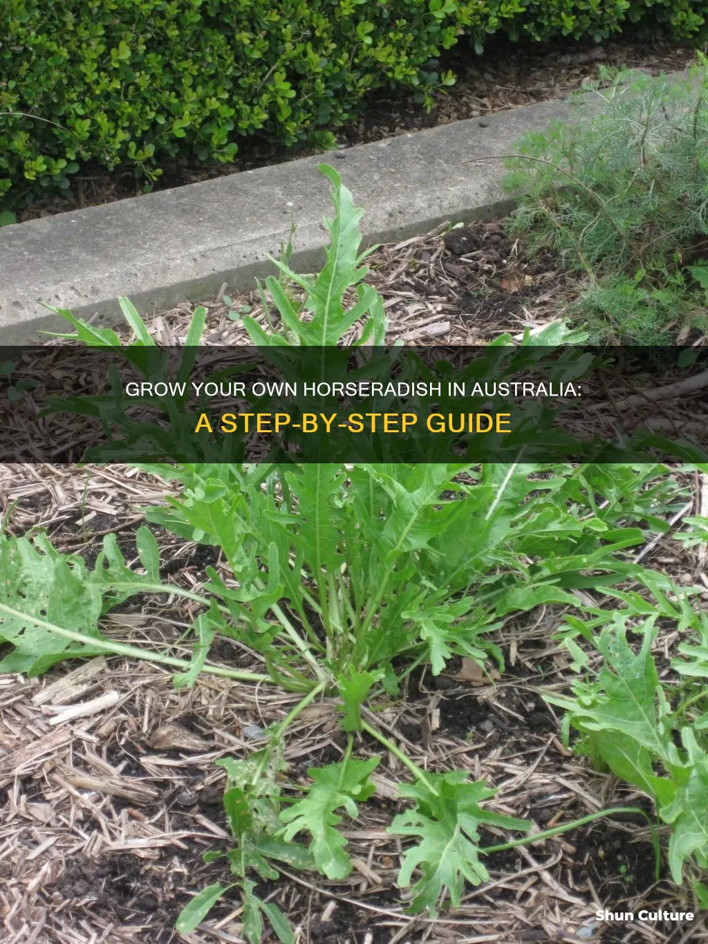 how to grow horseradish in australia