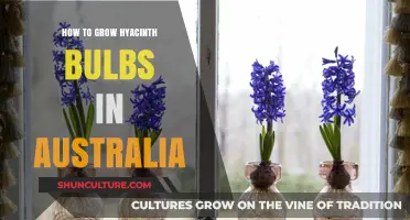 Growing Hyacinth Bulbs: An Australian Guide