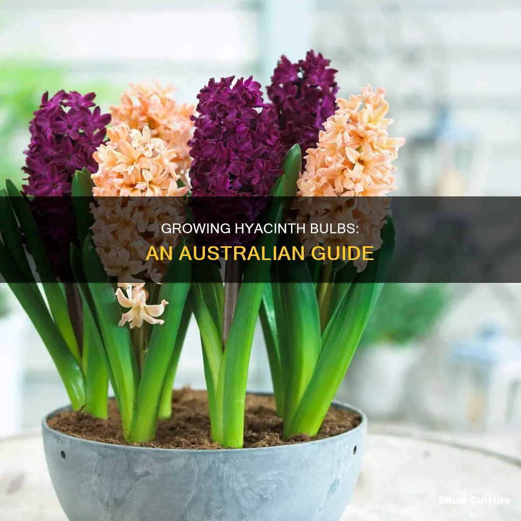 how to grow hyacinth bulbs in australia