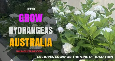 Growing Hydrangeas in Australia: A Comprehensive Guide