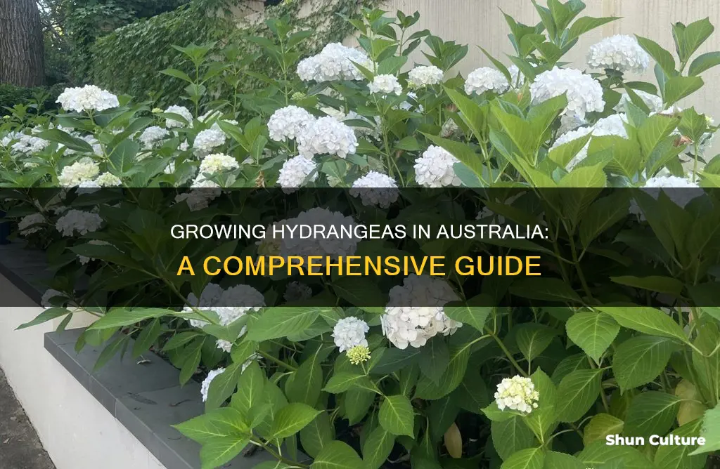 how to grow hydrangeas australia