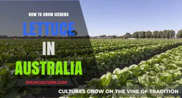 Growing Iceberg Lettuce in Australia: A Step-by-Step Guide
