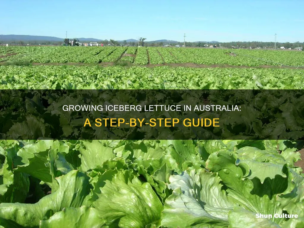 how to grow iceberg lettuce in australia