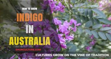 Growing Indigo in Australia: A Comprehensive Guide