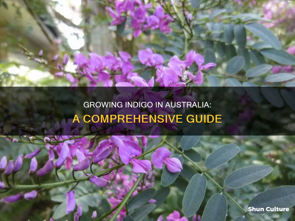 how to grow indigo in australia