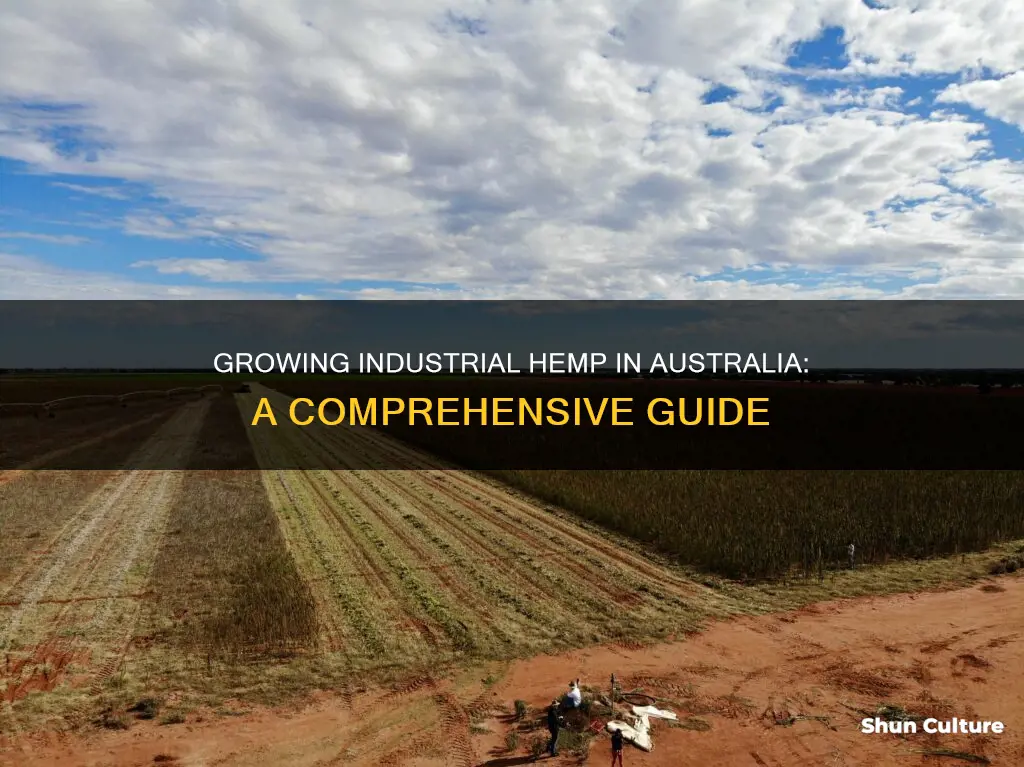 how to grow industrial hemp in australia