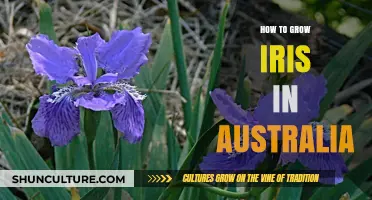 Growing Iris in Australia: A Step-by-Step Guide