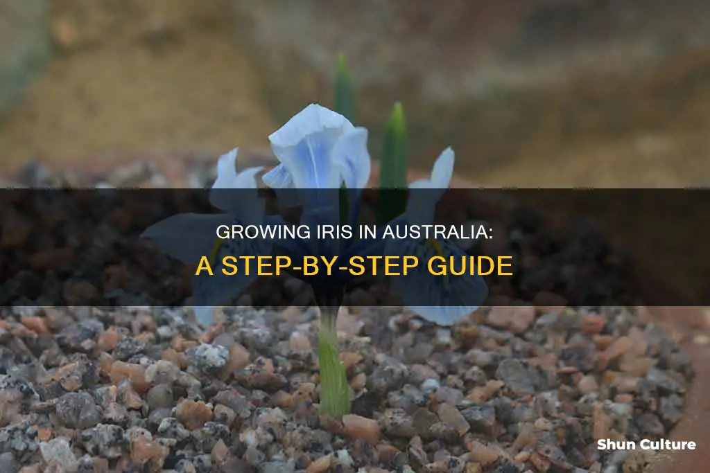 how to grow iris in australia
